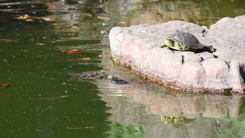 Turtle sitting on a rock image - Free stock photo - Public Domain photo ...