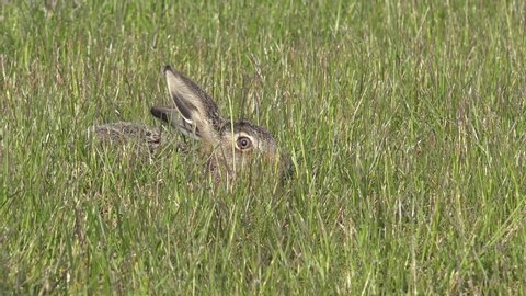 small European hare hiding in the grassland