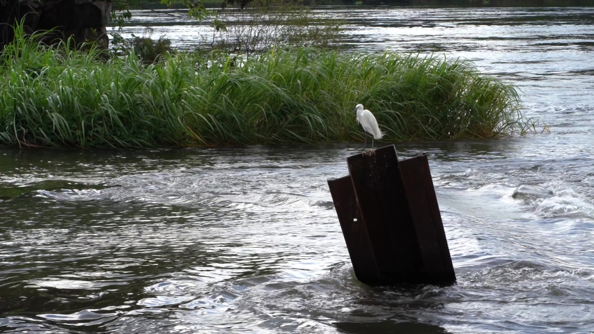 A white Heron sits on a piece of iron protruding from the fast-flowing water among the green grass in windy weather