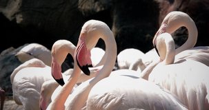 close up pink flamingos , 4k video footage.