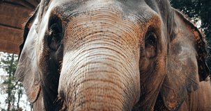 asiatic elephant looking at camera , 4K Video Ultra HD.