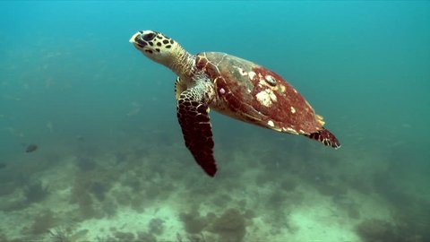 Hawksbill turtle swimming over a coral reef in the bright turquoise waters in the Arabian Sea in Oman.