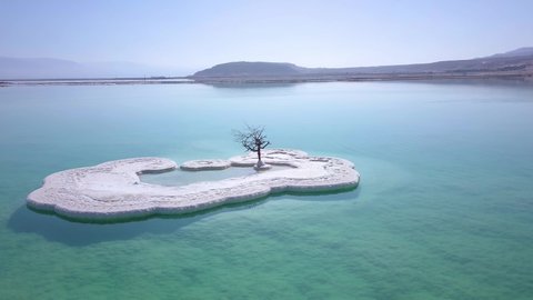 The lonely tree at the Dead Sea, israel. drone footage 4k