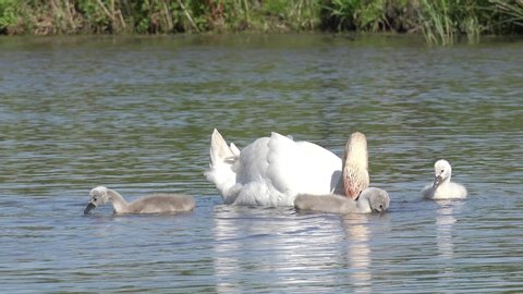 Mute swan with cute cygnets swimming in the lake and search feed