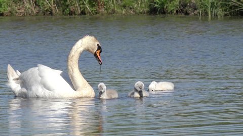 Mute swan with cute cygnets swimming in the lake and search feed