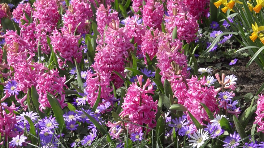 Flowering hyacinths in the natue in spring