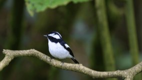Footage of 4k video of Bird species of Little Pied Flycatcher which is found in Borneo, Sabah,Malaysia.