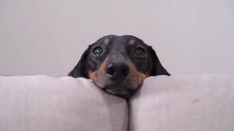 Close up portrait of adorable black and tan dachshund resting his head between the cushions of white sofa and finally barking. Cute look right to the camera and from side to side, clever dog eyes.