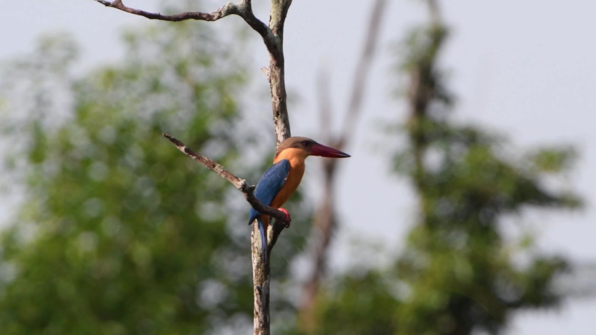 Common Stork-bill Kingfisher (Pelargopsis capensis) perching on the branch on natural habitat before take off.