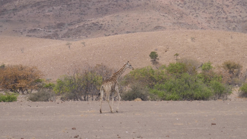 Lonely giraffe walks on the dry savanna of Orupembe in Namibia