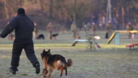 Blurred focus. Soldiers training dog to attack in a field. Demonstration performance of police dogs, shepherd dogs, service dogs, service smart dogs, dog breeding, danger of attack.