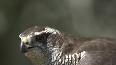 Hawk close up outdoor stock footage.