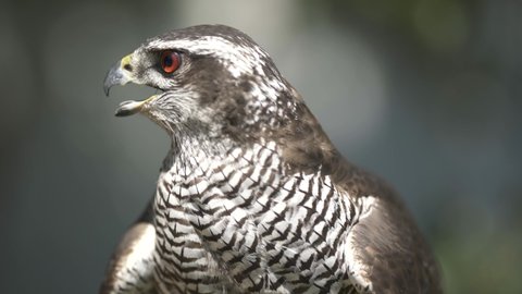 Hawk close up outdoor stock footage.
