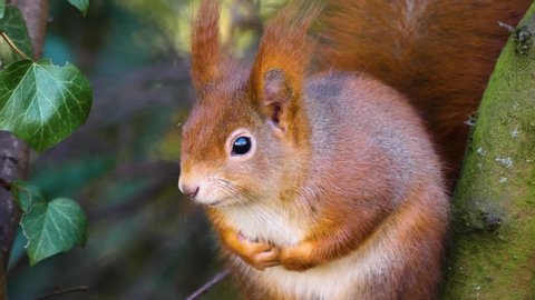 Close up of red Squirrel sitting on s tree trunk.