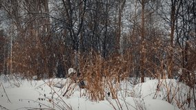 time lapse video of impassable cold Siberian forest, it is snowing, very cold