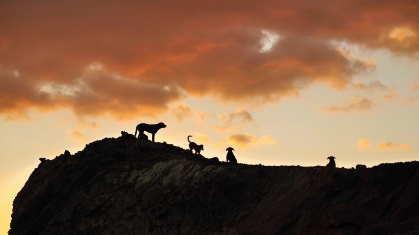 Pack of wild ownerless dogs on the mountain in Egypt Royalty-Free Stock Footage #1046341393