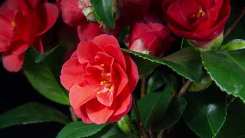 Camellia Red Flower Blooming in Time Lapse on a Black Background. Plant Opens Blossom. Variety Cambelli