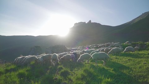 Sheep walk together on green grass in spring many sheep in the frame on the background of mountains 4k 