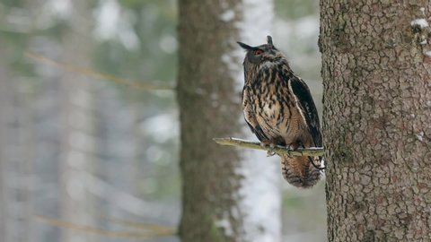 Eurasian eagle-owl (Bubo bubo) sitting on a spruce tree in a snowy forest