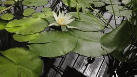 Beautiful Waterlily detail; 4K video