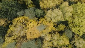Autumn Colourful Forest From Above, Captured with Drone. Fall Orange, Green, Yellow, Red Leaves Trees Woods.