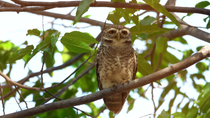 Cute owl with big eyes perching on branch turning head looking up and down left and right then flying out fast.Closeup of eautiful spotted owl.
