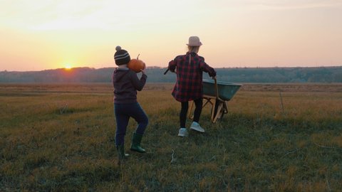 Brother and sister picking pumpkins on Halloween pumpkin patch. Team kids pick ripe vegetables on a farm at sunset time in Thanksgiving holiday season. Family having fun in autumn. - Βίντεο στοκ