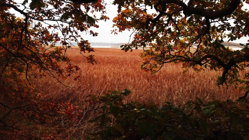 Oak Tree Flythrough to Reedbed 
