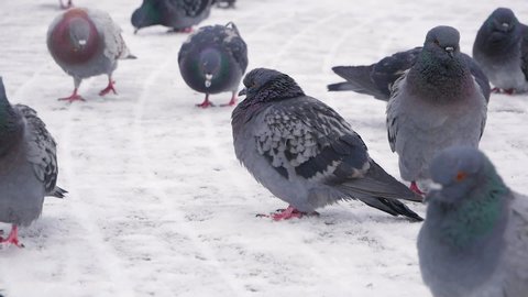 Large group of pigeons walking and bobbing their heads looking for food on the sidewalk in winter. Close up.