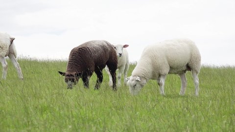 young brown and white sheep graze on the pasture