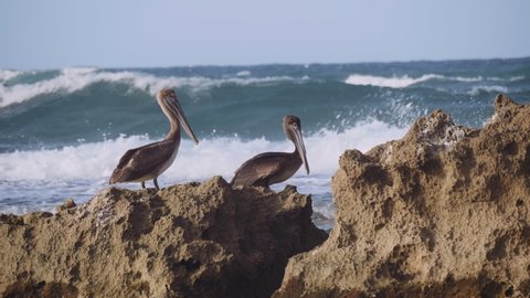 Deep Diving Pelicans in Puerto Rico. Shot in 4K on a cinema camera.