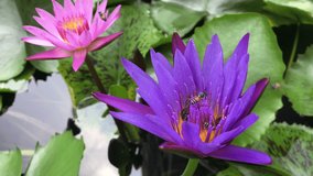 Bee flying on lotus flower in the garden