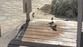 Sparrow birds sitting on surface under water, taking summer shower