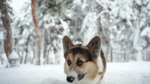 closeup slow motion cute funny and curious tricolor Pembroke Welsh Corgi dog walking outdoors in deep snow in park at winter day