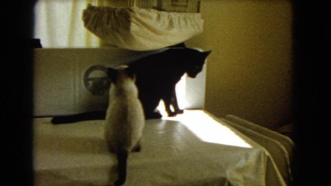 BARSTOW CALIFORNIA USA-1966: The Cats Are Sitting On The Bed These Are Enjoying Themselves