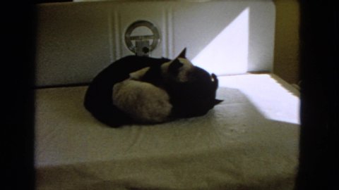 BARSTOW CALIFORNIA USA-1966: A Adorable White Cat Licking A Black Cat That Wants To Be Playful Instead