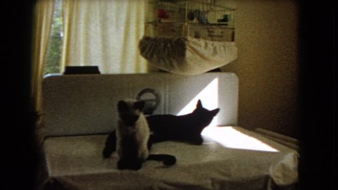 BARSTOW CALIFORNIA USA-1966: Two Siamese Cats Are Filmed Sitting On Top Of A Covered Piano