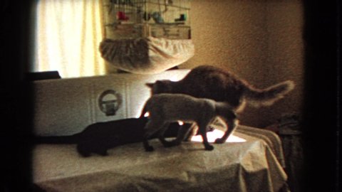 BARSTOW CALIFORNIA USA-1966: Three Cats On Table Covered By Tablecloth One Cat Jumps Down To Floor