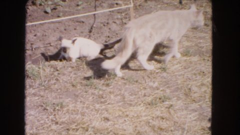 BARSTOW CALIFORNIA USA-1966: A Scene Of A Cat And A Kitten Walking Around