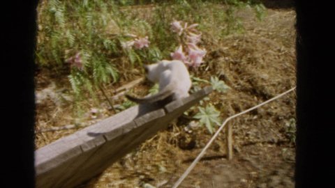 BARSTOW CALIFORNIA USA-1966: A Wildlife Small Animal Running And Hiding Away And Pink Flowers