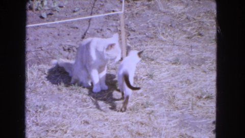 BARSTOW CALIFORNIA USA-1966: Siamese Kitten Walks Around And Tries To Bite Tail Of Larger White Cat