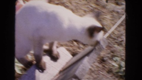 BARSTOW CALIFORNIA USA-1966: Cat Playing In Garden