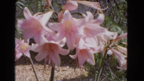 BARSTOW CALIFORNIA USA-1966: Pink Flowers In Vintage Video With Very Shaky Camera Man
