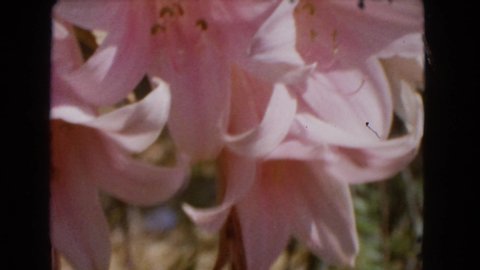 BARSTOW CALIFORNIA USA-1966: Footage Shows A Bunch Of Pink Orchids And A Budgie In A Cage