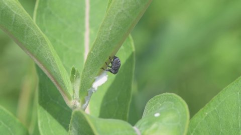 Vadnais Heights, Minnesota.  Milkweed Stem Weevil feeding on milkweed plant.

