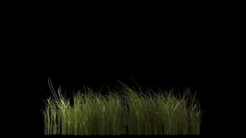 Beautiful 4k panorama grass seamless loop,  blowing on the wind, isolated on black with alpha channel, perfect for film, digital composition, projection mapping