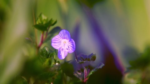 A small blue flower of Veronica grass in the rays of the sun and dewdrops on with sun glare at dawn. Macro video.
