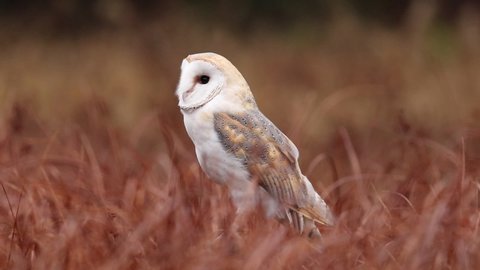 Barn Owl (Tyto alba) perched in red grass in the evening and looking around. Owl with a heart-shaped face. Wildlife scene from nature. Autumn in nature. Animal in habibat. Bird in the forest.