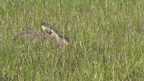 small European hare hiding in the grassland