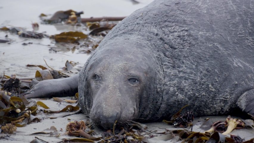 grey seals - wildlife - helgoland 4k